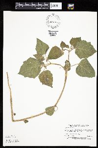 Physalis heterophylla image