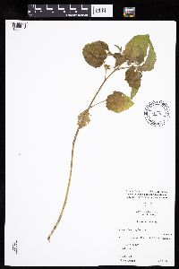 Physalis heterophylla var. heterophylla image