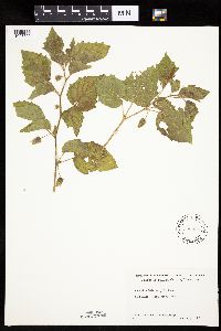 Physalis heterophylla var. heterophylla image