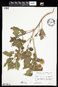 Physalis heterophylla var. heterophylla image