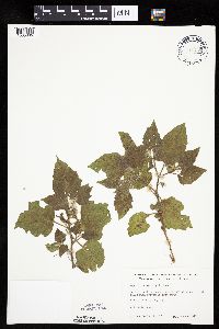Physalis heterophylla var. heterophylla image