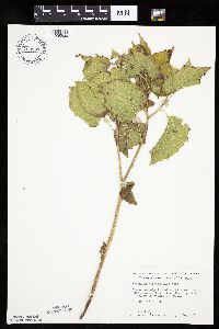 Physalis heterophylla var. heterophylla image