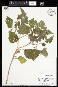 Physalis heterophylla var. heterophylla image