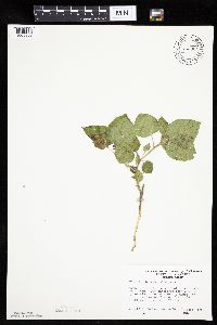 Physalis heterophylla var. heterophylla image