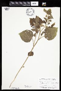 Physalis heterophylla var. heterophylla image