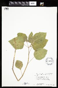Physalis heterophylla var. heterophylla image