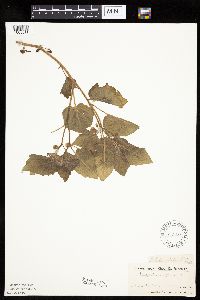 Physalis heterophylla var. heterophylla image