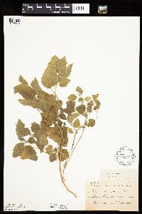Physalis heterophylla var. heterophylla image