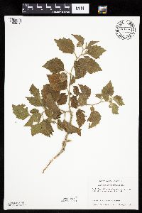 Physalis heterophylla var. heterophylla image