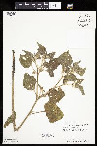 Physalis heterophylla var. heterophylla image