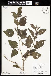 Physalis heterophylla var. heterophylla image