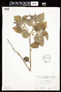 Physalis heterophylla var. heterophylla image