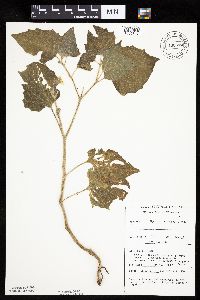 Physalis heterophylla var. heterophylla image