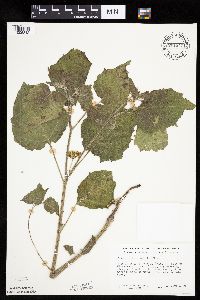 Physalis heterophylla var. heterophylla image