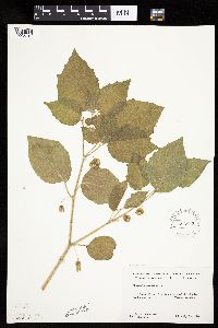 Physalis heterophylla var. heterophylla image