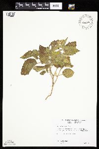 Physalis heterophylla var. heterophylla image