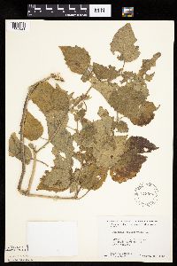 Physalis heterophylla var. heterophylla image