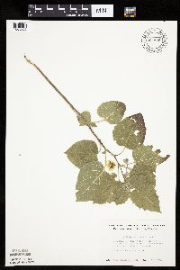 Physalis heterophylla var. heterophylla image