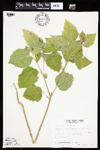 Physalis heterophylla var. heterophylla image