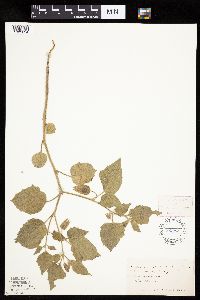 Physalis heterophylla var. heterophylla image