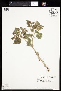 Physalis heterophylla var. heterophylla image