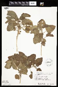 Physalis heterophylla var. heterophylla image