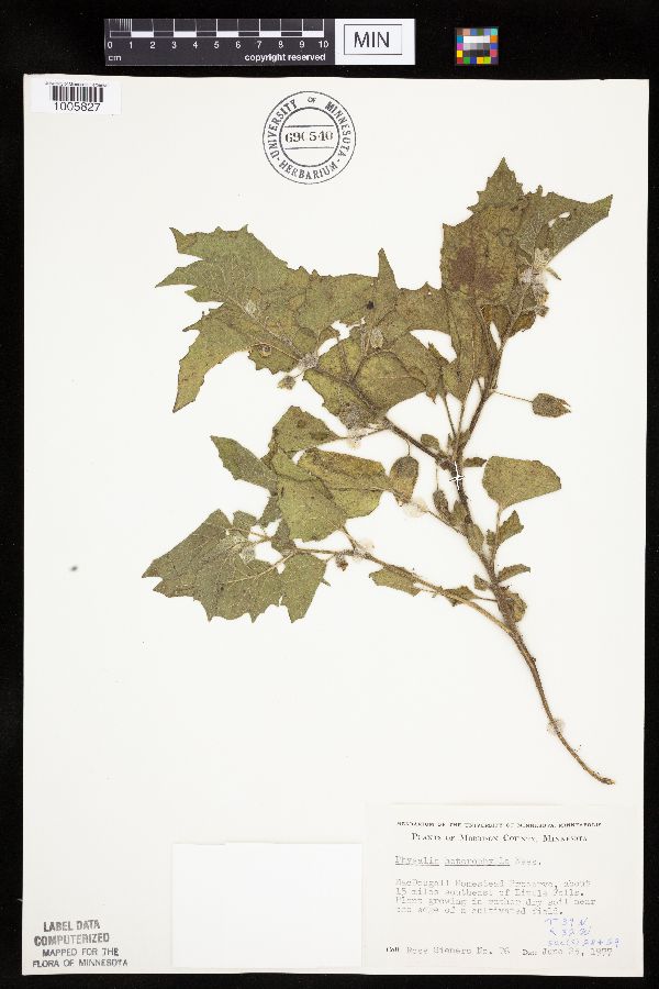 Physalis heterophylla var. heterophylla image