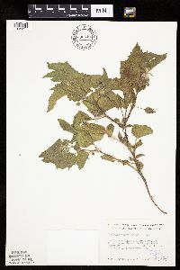 Physalis heterophylla image