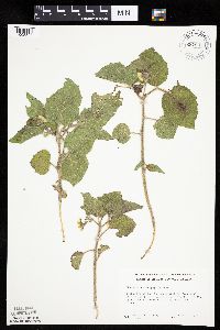 Physalis heterophylla var. heterophylla image