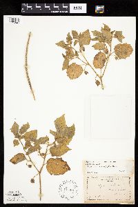 Physalis heterophylla var. heterophylla image