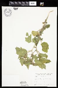 Physalis heterophylla var. heterophylla image