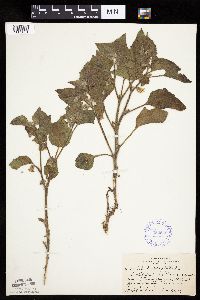 Physalis heterophylla var. heterophylla image