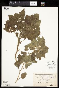 Physalis heterophylla var. heterophylla image