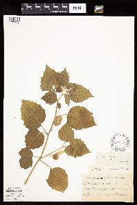 Physalis heterophylla var. heterophylla image