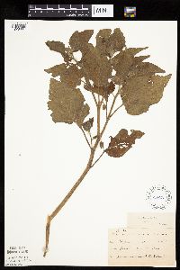 Physalis heterophylla var. heterophylla image