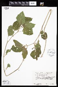 Physalis heterophylla var. heterophylla image