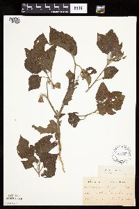 Physalis heterophylla var. heterophylla image