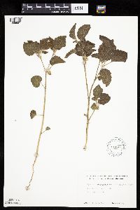 Physalis heterophylla var. heterophylla image