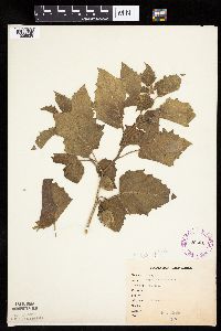 Physalis heterophylla var. heterophylla image