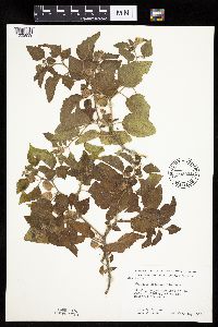 Physalis heterophylla var. heterophylla image