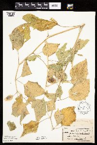 Physalis heterophylla var. heterophylla image