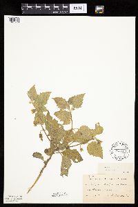 Physalis heterophylla var. heterophylla image