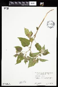 Physalis heterophylla var. heterophylla image