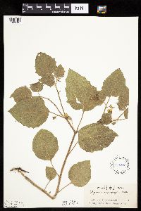 Physalis heterophylla var. heterophylla image