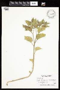 Physalis heterophylla var. heterophylla image