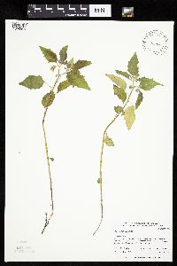 Physalis heterophylla var. heterophylla image