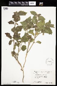 Physalis heterophylla var. heterophylla image