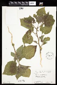 Physalis heterophylla var. heterophylla image