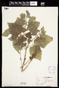 Physalis heterophylla var. heterophylla image