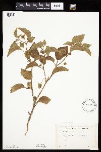 Physalis heterophylla var. heterophylla image